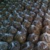 Gula Merah Bathok "Asli Wates" Murah - Image 2