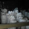 Jamur Tiram Segar Organik Murah di Kulonprogo - Image 2