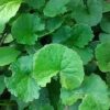 Kripik Herbal Brebes Murah - Image 2