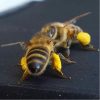 Bee Pollen Murah di Tasikmalaya - Image 2