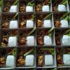 PAKET AYAM BAKAR SEHAT ENAK TERMURAH DI BANTUL - Image 2